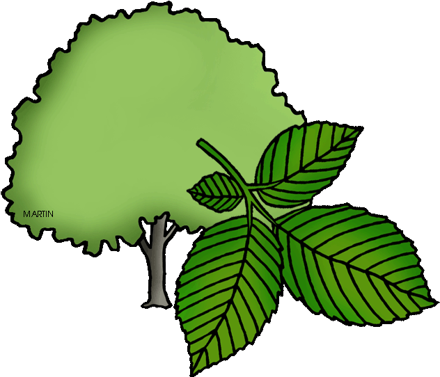 United States Clip Art By Phillip Martin - Elm Clipart (648x554)