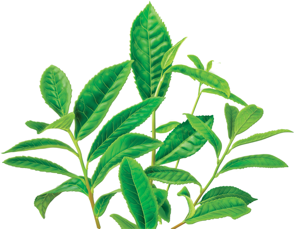 Clip Arts Related To - Alvita - Organic Green Tea Decaf - 24 Tea Bags (600x560)