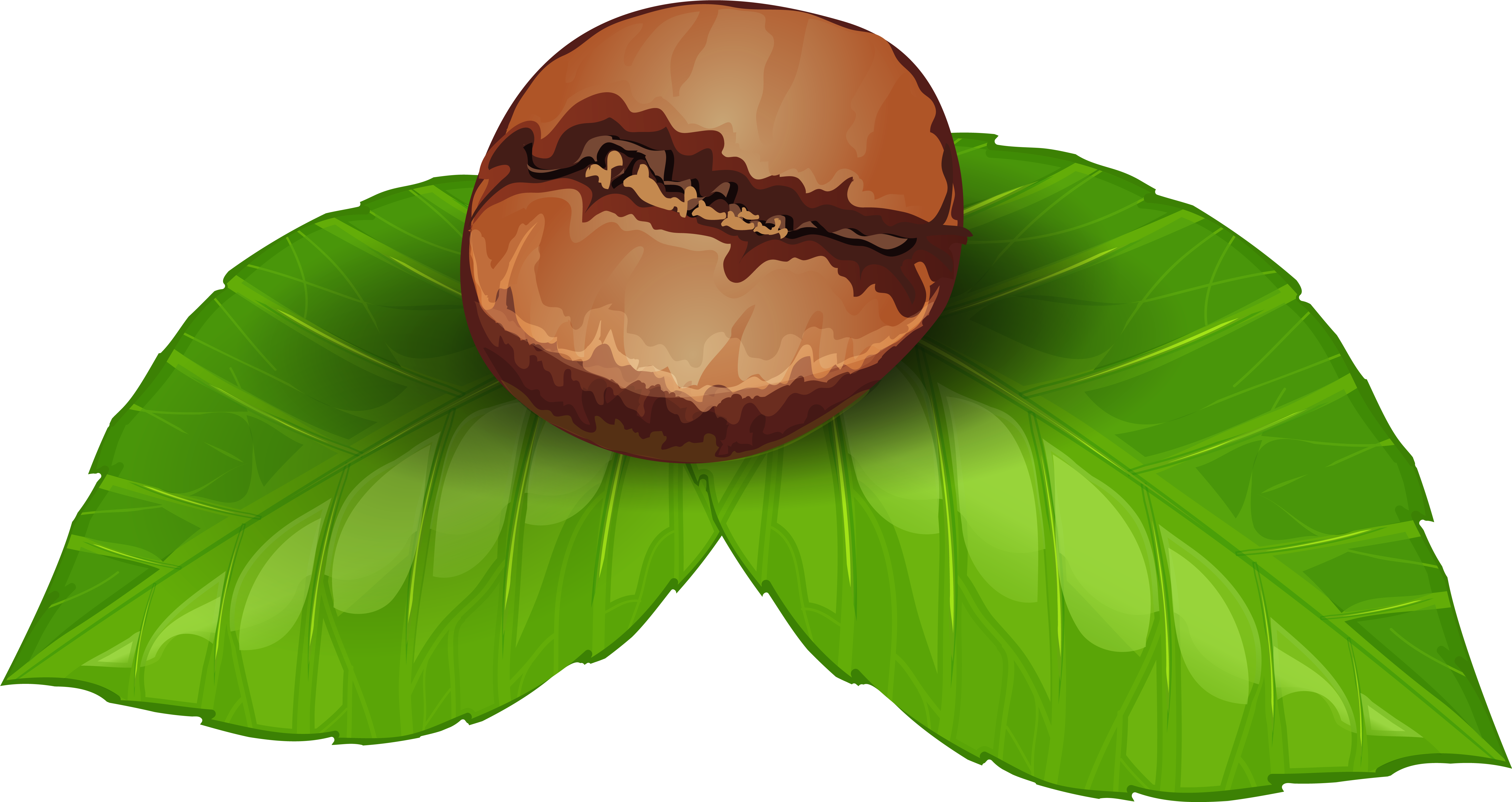 Coffee Bean Png Clipart Image - Coffee Bean Clipart (6200x3364)