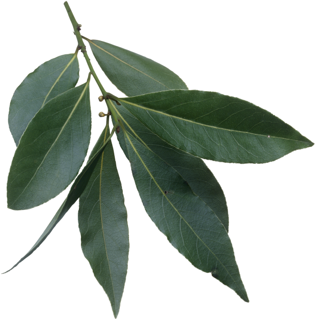 Green Tea Png 26, Buy Clip Art - Bay Laurel (821x768)