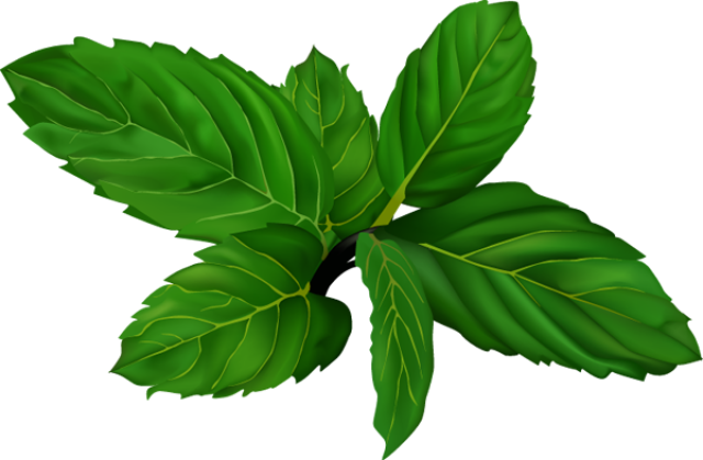 Herbs Clipart Mint Leaves - Mint Clipart (640x419)