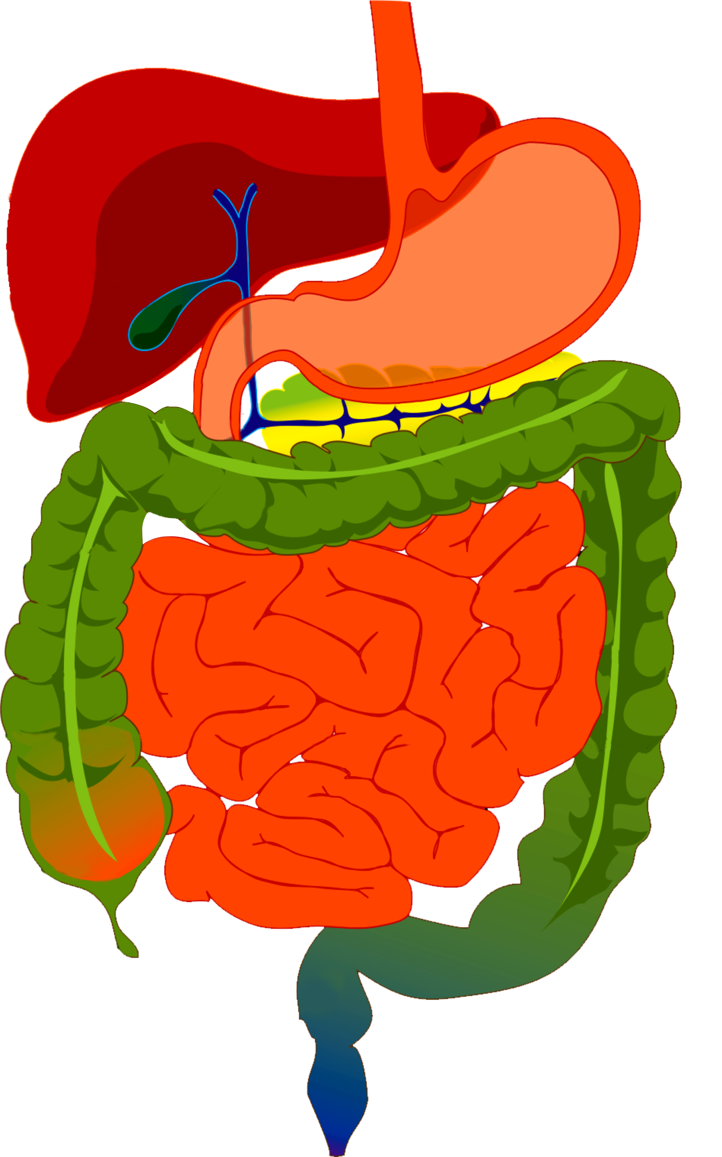 Digestive System Diagram (2400x3847)