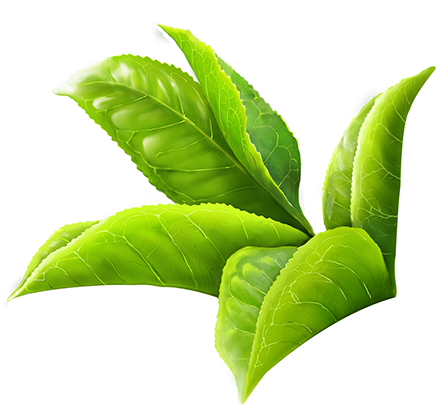 Tea Leaf Digital Painting By Using Wacom In Photoshop - Green Tea Leaf Png (600x622)