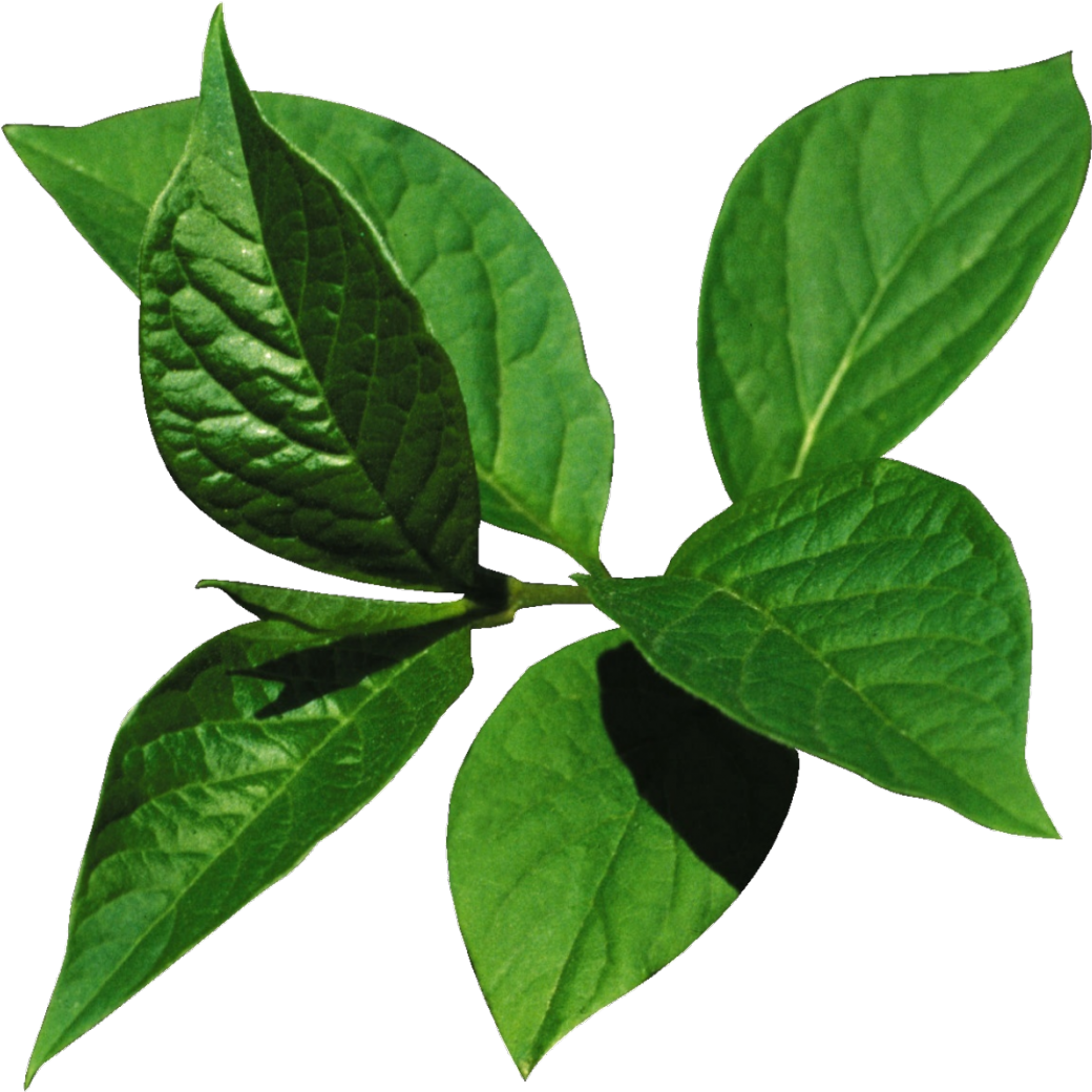 Leaf Digital Image Clip Art - Leaf Digital Image Clip Art (1118x1080)