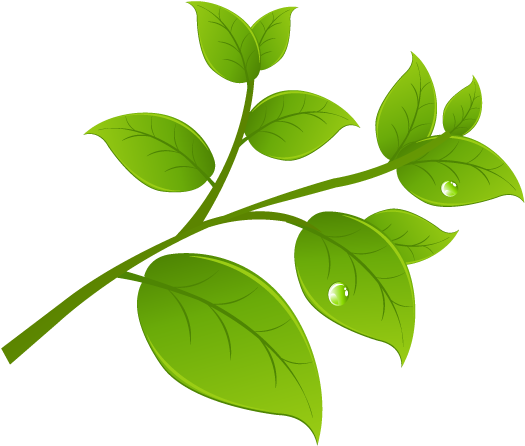 Site Design By Frank Williams Design - Site Design By Frank Williams Design (530x460)