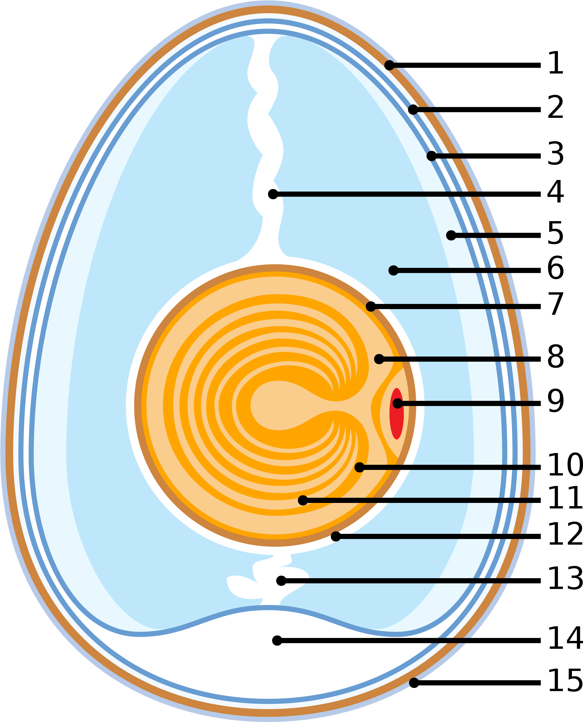 Schematic Of A Chicken Egg Anatomy Of An Egg (2000x2481) Png