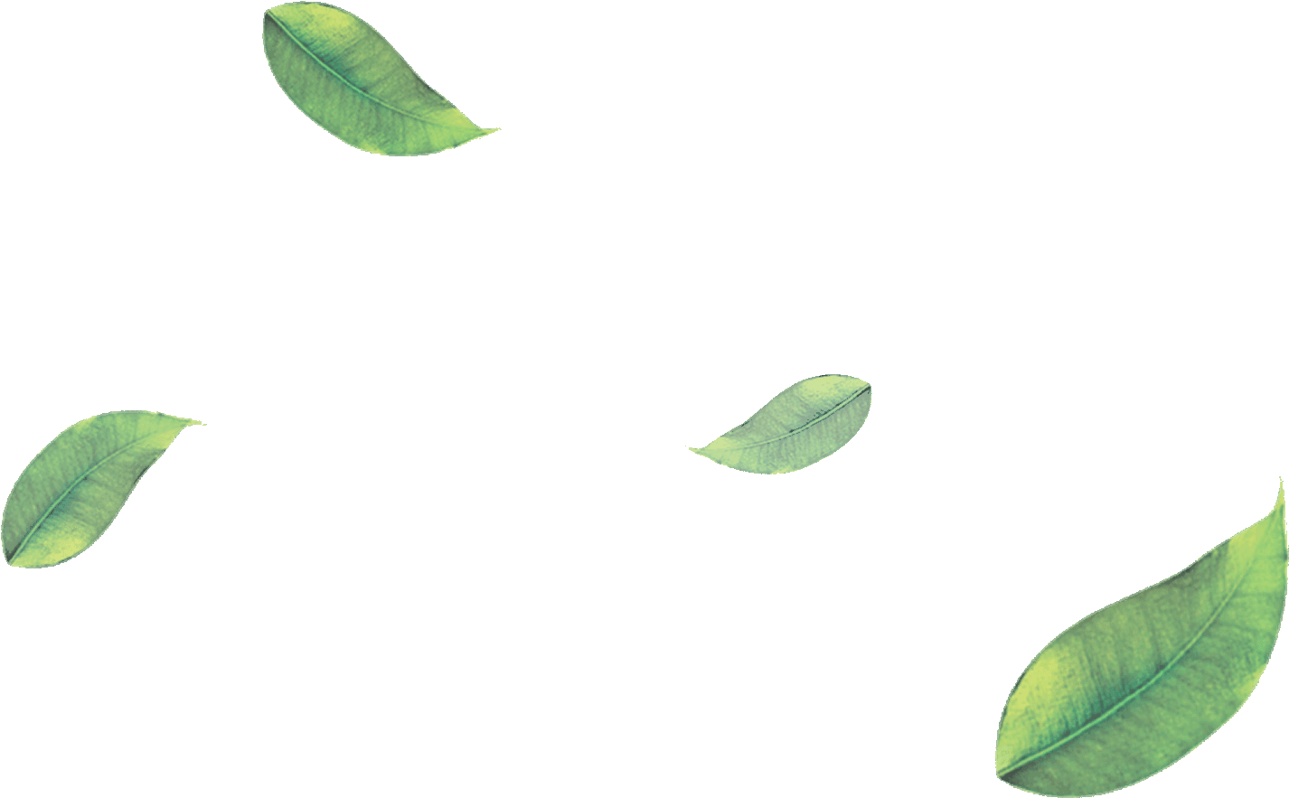 Png Green Leaves Leaf Png Image - Falling Green Leaves Png (1699x906)