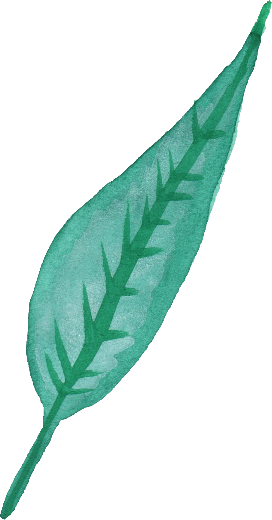 25 Watercolor - Watercolor Of A Leaf Transparent (905x1729)