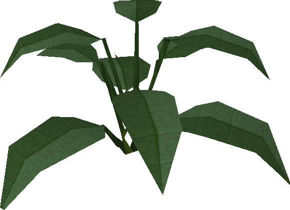 Large Leaf Bush Built - Big Leaf Bush Plant (579x418)