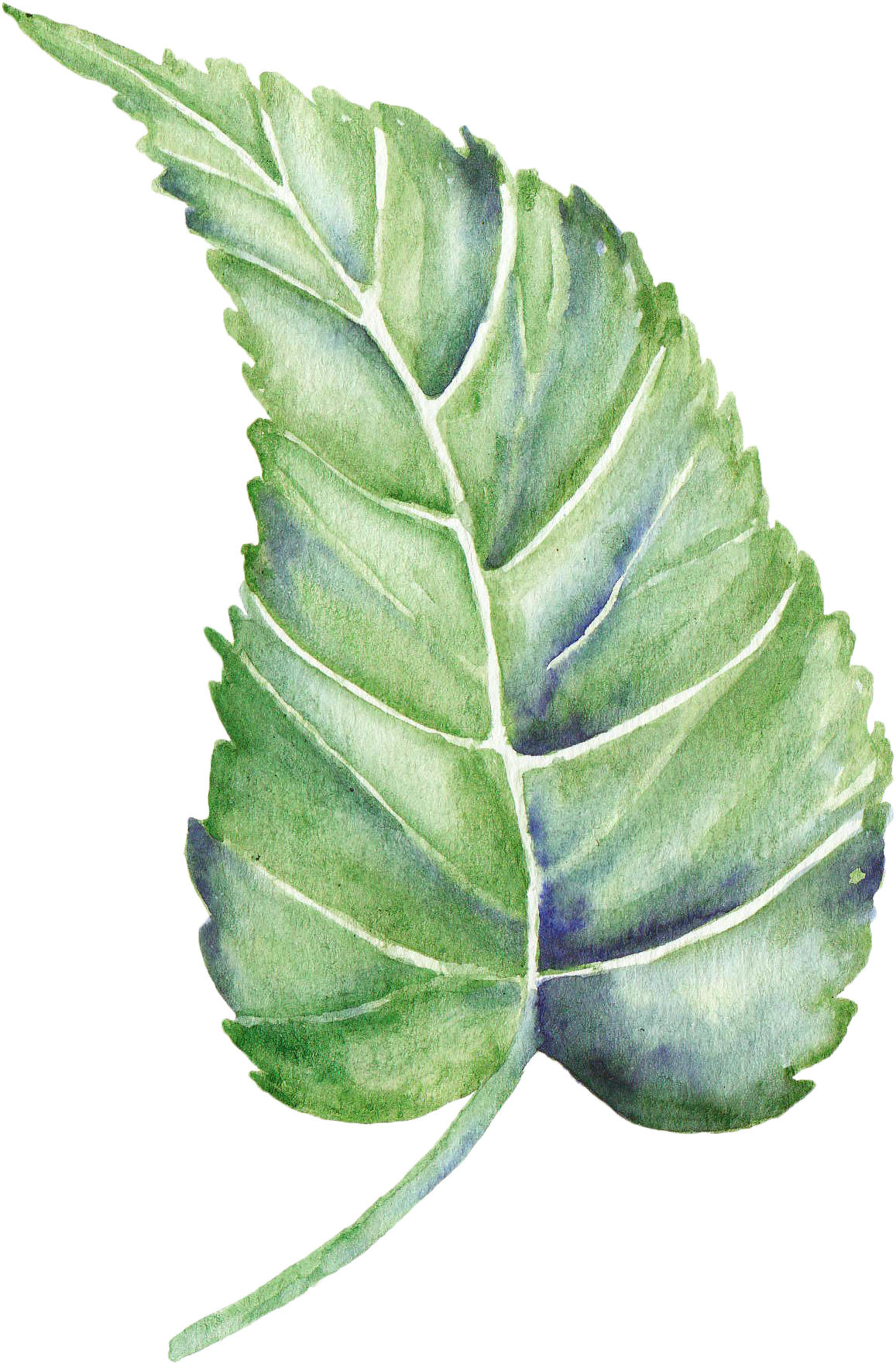 Leaf Watercolor Painting Shape - Leaf (1602x2150)