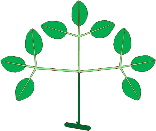 Leaf Morphology Type Ternately-compound Biternate - Leaf Morphology Type Ternately-compound Biternate (570x490)
