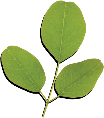Moringa Oleifera Is A Small, Fast-growing Tree Found - Leaves Of Moringa Oleifera (400x400)