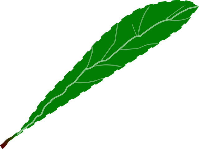 Branch, Foliage, Green, Leaf, Leaves, Petal, Petals - Leaf Petal (750x750)