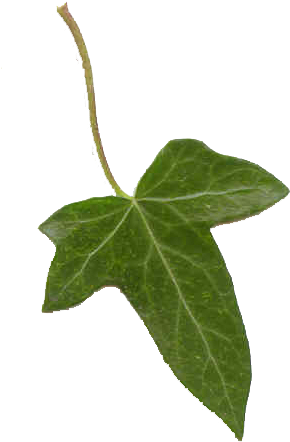 Ivy Leaf By Paulinemoss - Ivy Leaf Transparent (304x476)