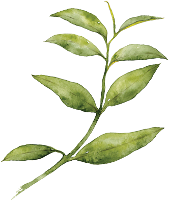 Organic Black Tea Leaves - Mighty Leaf Tea Organic Emperor's Breakfast 100-ct. (400x400)