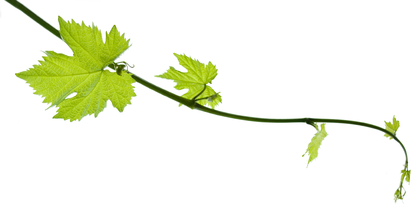 Grapes Leaf - Faith And Reason: Their Roles In Religious (1559x771)