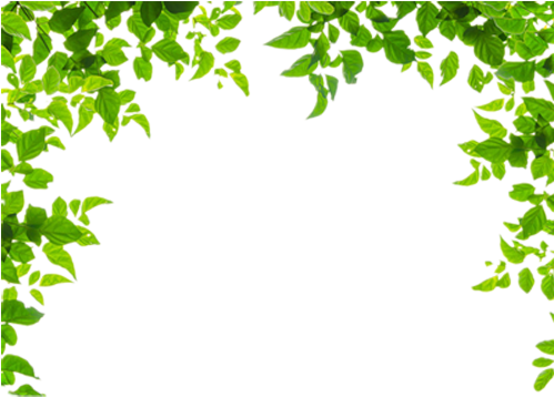 Borders And Frames Leaf Green Clip Art Green Leaves - Leaf Borders And Frames (500x666)
