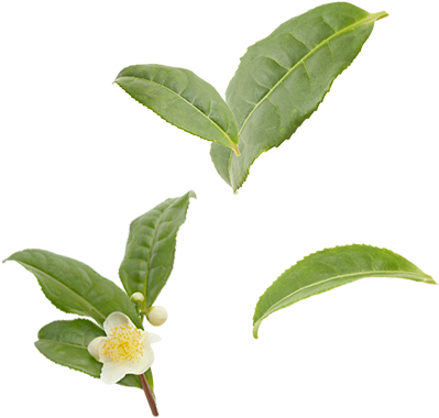 Organic Green Tea Leaves - Buttonbush (400x400)