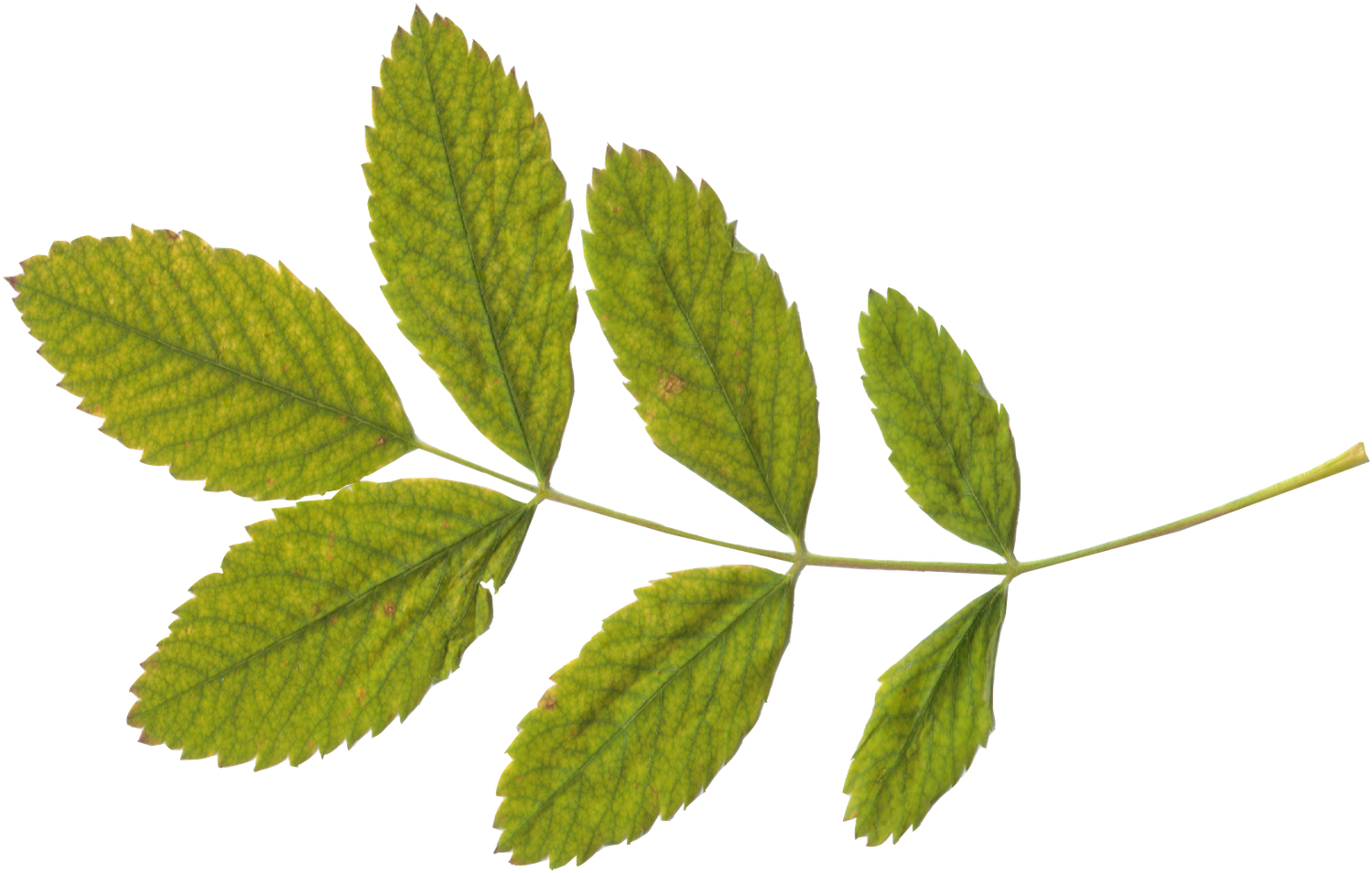Green Leaf Png - Leaf Png Transparent (1600x1067)