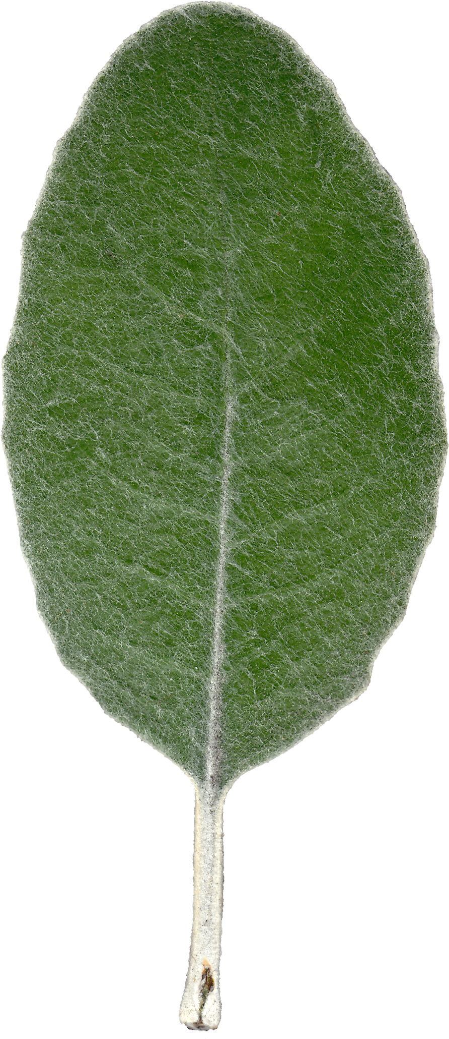 Plant Leaf Texture Front View By Hhh316 - Leaf Texture (1625x2335)