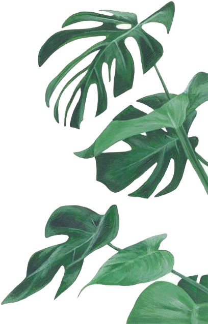 Watercolor Painting Leaf Botanical Illustration Botany - Botanical Leaves Png (483x679)