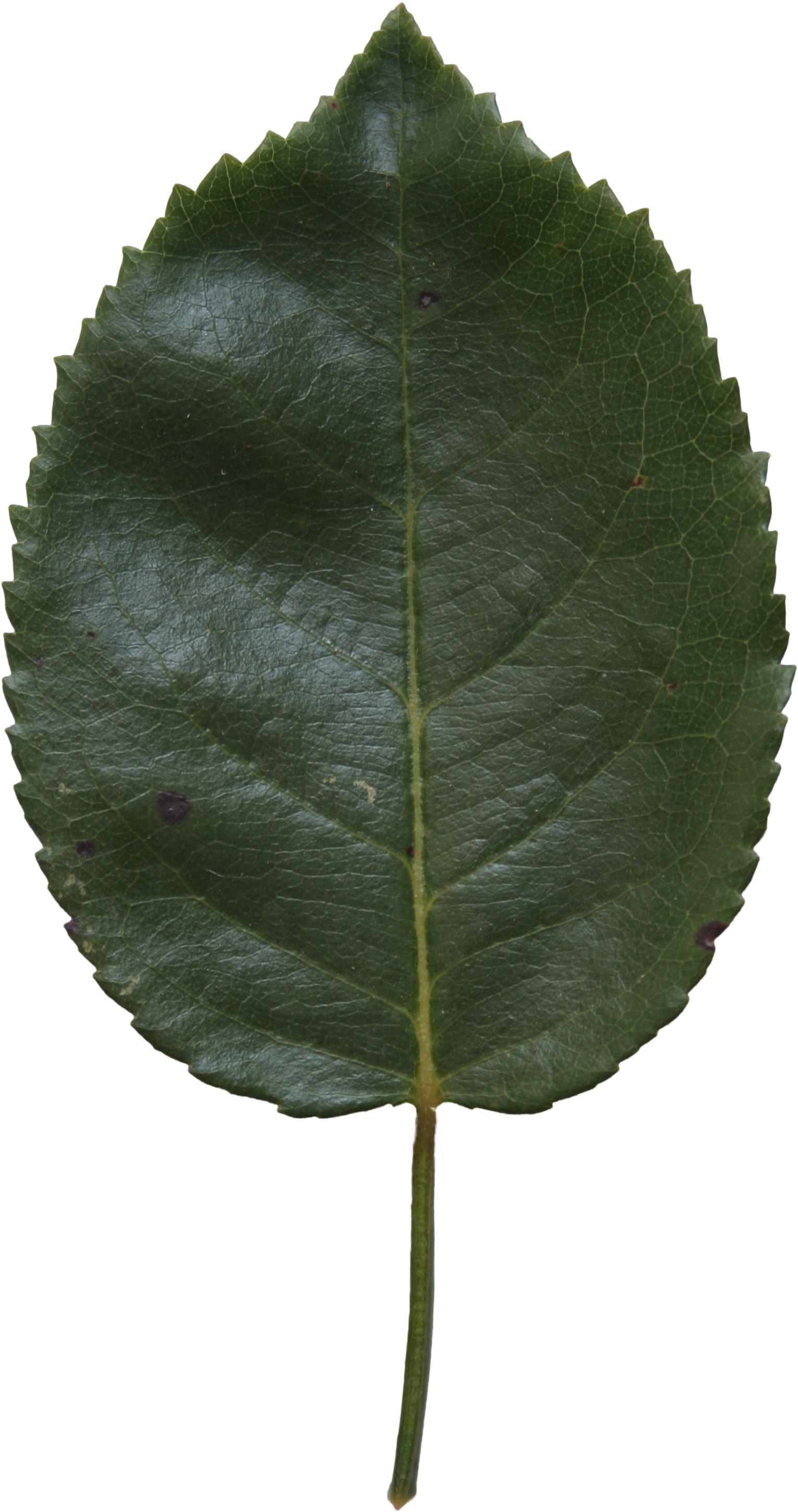 Birch Leaf Texture - Canoe Birch (2304x3456)