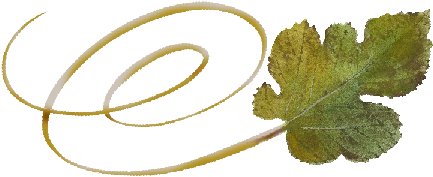 Spring Flowers, Autumn Leaves, Grapes Swirly Mulberry - Vitis (519x346)