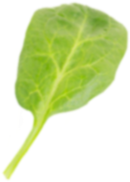 Spinach (496x500)