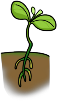 Seedling - Cartoon Lima Bean Plant (420x420)