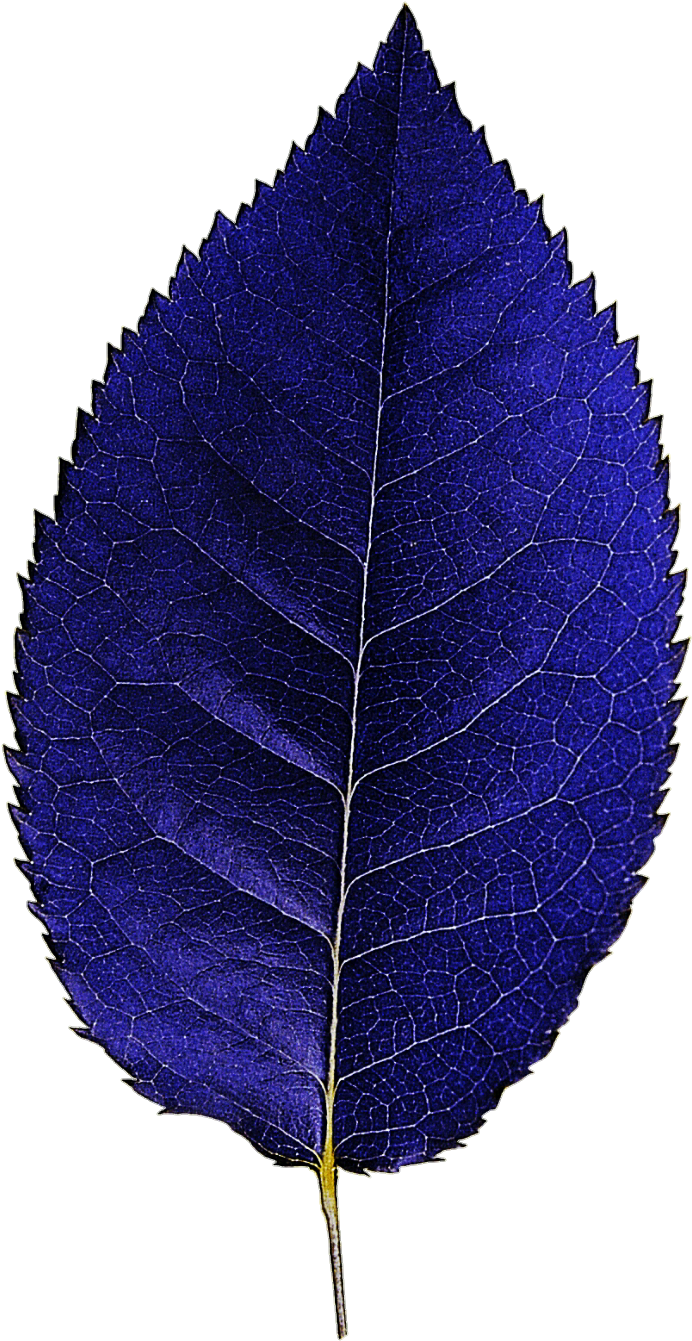Dark Blue Leaf By Jeanicebartzen27 - White Walnut (713x1356)