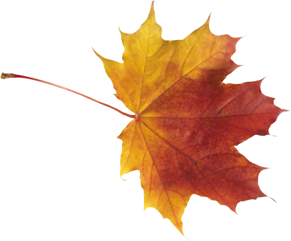 Feuilles - Autumn Leaf Png (422x350)