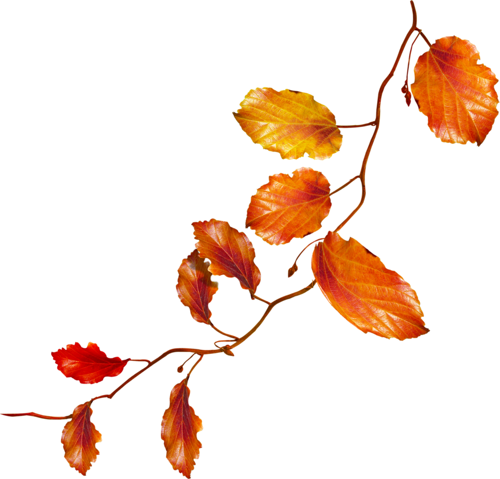 Suite Branches Aux Feuilles D'automne - Branche D Arbre Automne (1024x980)