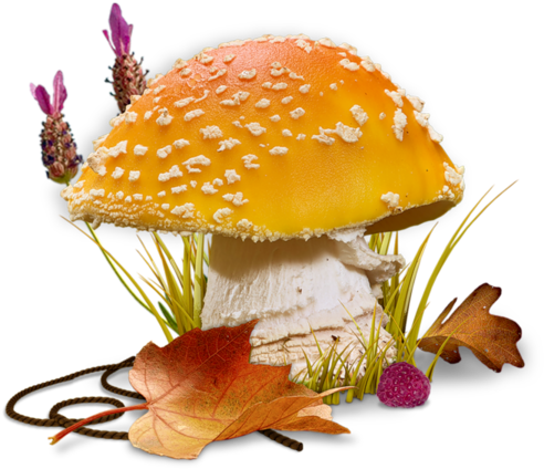 1757d68e - Bon Mardi Champignon (600x512)