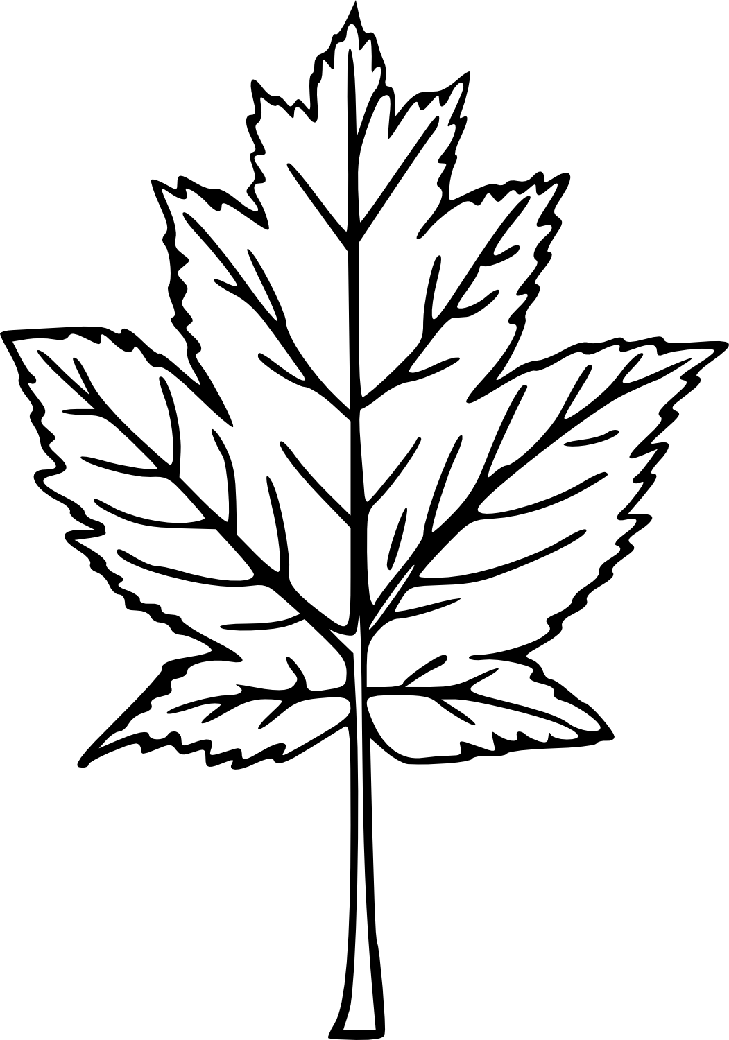 Drawn Maple Leaf Transparent - Transparent Hand Drawn Tree Png (1051x1500)