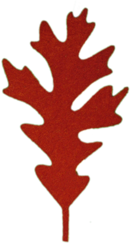 2056white Oak (assorted)20/$8 - Red Oak Leaves Png (293x500)