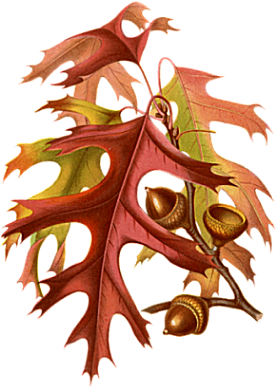 Autumn Oak Leaves - Business Thanksgiving - Vintage Fall Leaves & Acorns (400x400)