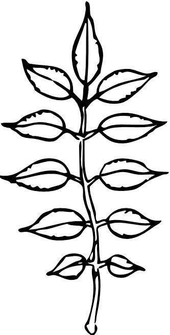 Ash Leaves Black White Line Art Coloring Book Colouring - Clip Art (333x656)