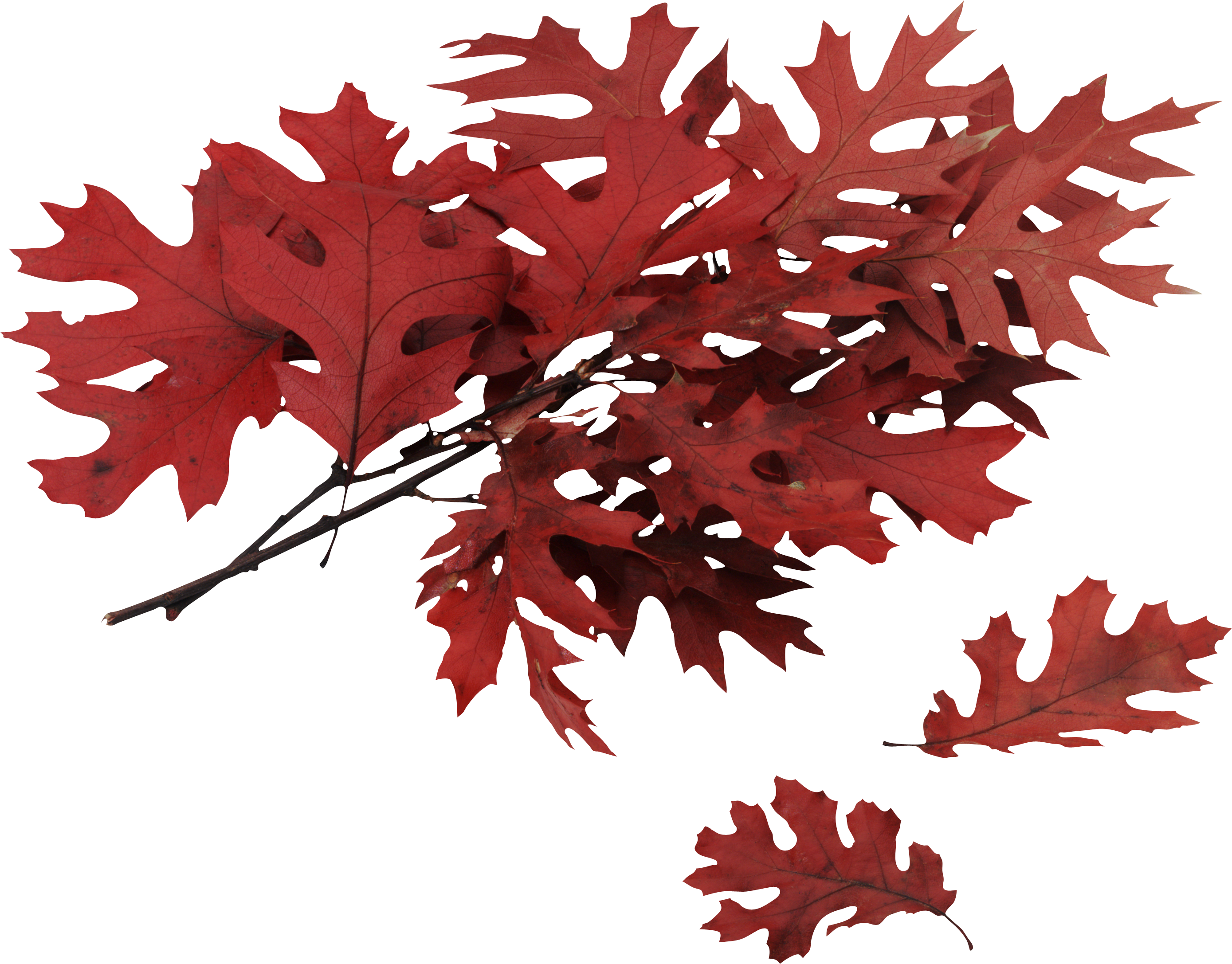 Autumn Png Leaf - Leaf (2778x2174)