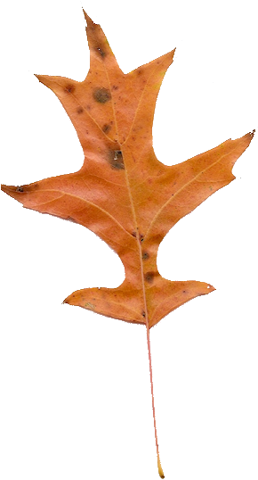 Grnleaf Maple Leaf Oak - Oak Leaf (308x588)