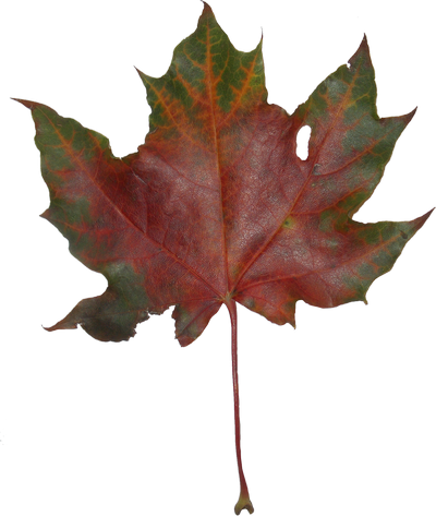 Autumn Maple Leaves - Maple Leaf (400x473)