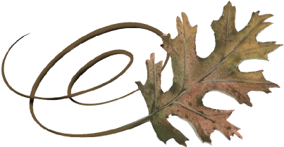 Spring Flowers, Autumn Leaves, Grapes Swirly Pin Oak - Black Oak (519x346)