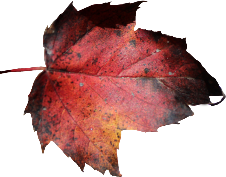 Red Leaf Png 01 By Thy Darkest Hour - Dead Leaf Png (900x706)