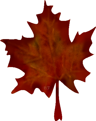 Zurück Zum Pflanzenindex - Maple Leaf (378x506)
