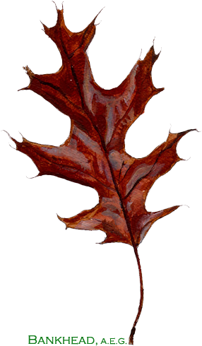 Bankhead American Entrepreneurial Group Is A Privately - Black Oak Leaf (440x495)