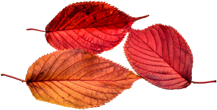 Autumn, Leaves, Leaf, Png, Transparent, Fall Color - Autumn Leaf Color (960x640)