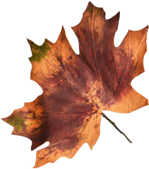 Ahornblatt Xxl So Braun Bordeaux 72 X 70 Cm, L 110 - Centimetre (350x350)