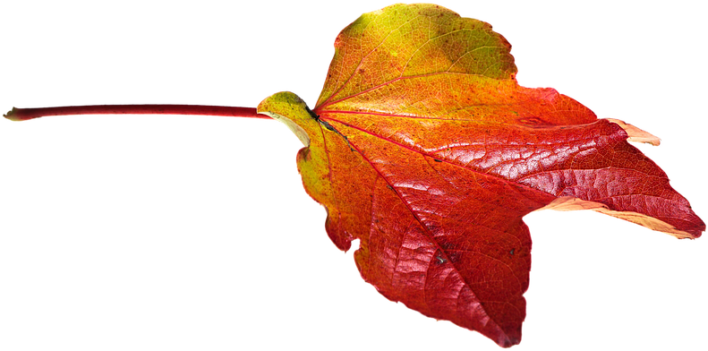 Autumn, Leaves, Leaf, Png, Transparent, Fall Color - Transparent Png Autumn Leaves (960x640)