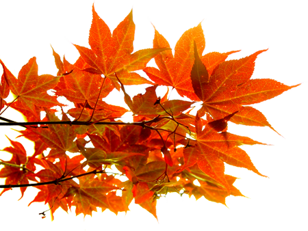 Png Sonbahar Yaprakları, Autumn Leaves Png, Autumn - Autumn Leaf (450x338)