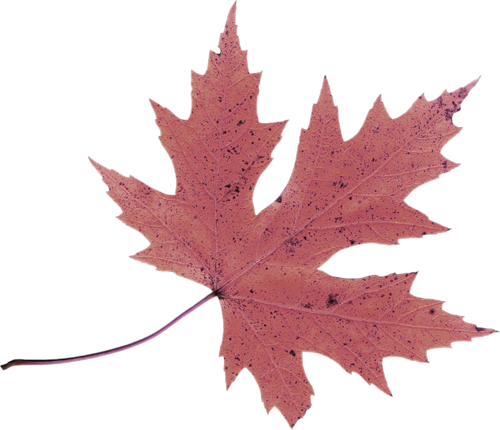 Hebergeur D'image - Leaf (500x430)