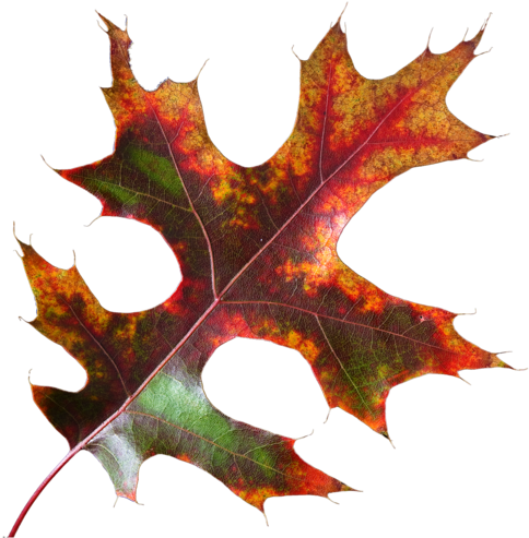 Feuille - Maple Leaf (600x557)